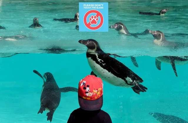 A visitor looks at penguins swimming, at the London Zoo on the first day of its reopening since lockdown restrictions eased in London, Britain, June 15, 2020. (Photo by Toby Melville/Reuters)