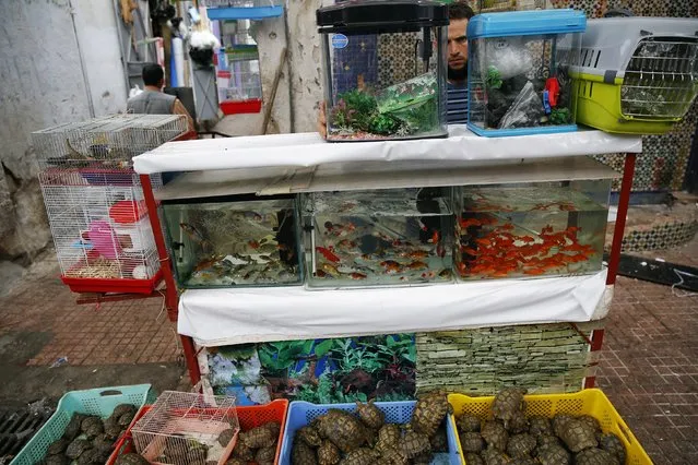 A man sells fish and turtles in Medina, Rabat's old city September 23, 2014. (Photo by Damir Sagolj/Reuters)
