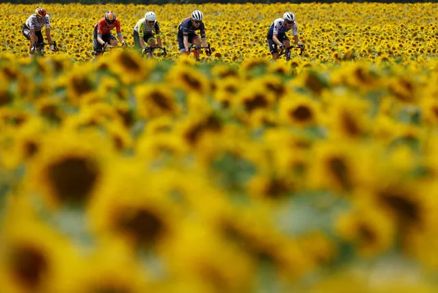 Cyclists ride through a sunflower field during Stage 19 of the Tour de France, from Castelnau-Magnoac to Cahors, France,on July 22, 2022. (Photo by Christian Hartmann/Reuters)