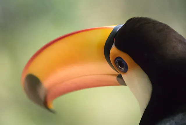 Overall runner-up: Toucan, Mark Tatchell. (Photo by Mark Tatchell/British Ecological Society)