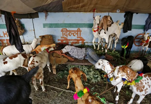 A trader sleeps amid his goats at a livestock market ahead of the Eid al-Adha festival in the old quarters of Delhi, India, September 22, 2015. (Photo by Adnan Abidi/Reuters)