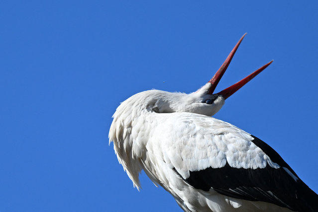 A stork washes itself on a roof in the warm morning sun near Mietgendorf, Germany, 09 March 2016. (Photo by Ralf Hirschberger/dpa)