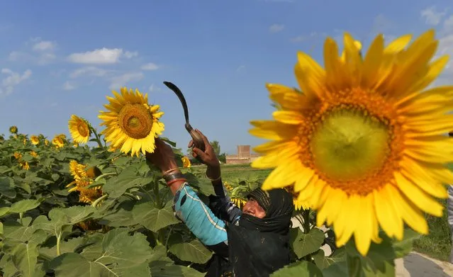 A Pakistani farmer harvests sunflowers in a field in Nankana Sahib on May 17, 2014. According to the federal ministry of national food security and research (economic wing) figures, Pakistans total sunflower acreage stood at 236,001 hectares in 2011-12 with major contribution coming from Sindh  79.9 per cent. (Photo by Arif Ali/AFP Photo)