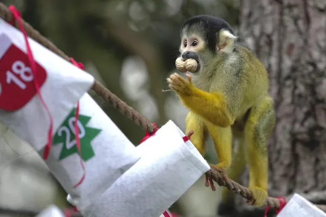 A Bolivian black-capped squirrel monkey takes a treat amongst hanging pouches to celebrate the upcoming Christmas season, at London Zoo, Wednesday November 30, 2022. (Photo by Kin Cheung/AP Photo)