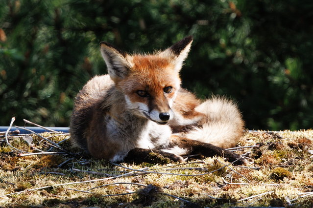 A fox lies in the sunlight on the rooftop of a small building, part of the Haus der Kulturen der Welt (HKW), in Berlin, Germany, 22 April 2025. (Photo by Clemens Bilan/EPA)