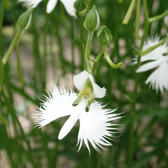 The White Egret Flower - Habenaria Radiata