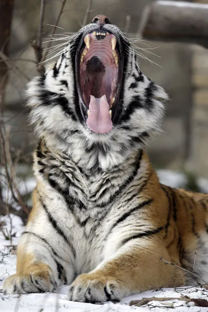 A tiger yawns before rolling in the snow at the Buffalo Zoo during the cold winter weather in Buffalo, N.Y., Tuesday, January 22, 2013. After relatively mild conditions for the first part of winter, more typical weather settled across upstate New York on Tuesday, (Photo by David Duprey/AP Photo)