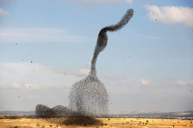 A murmuration of migrating starlings is seen across the sky near the village of Beit Kama in southern Israel January 16, 2018. (Photo by Amir Cohen/Reuters)