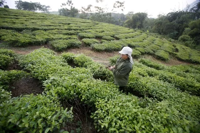 A woman from the Muong ethnic tribe works on her green tea hills which produce black tea for export in Tan Son, outside Hanoi, October 4, 2015. A dozen Pacific nations closed in on a sweeping free trade pact on Sunday in Atlanta after a breakthrough over how long a monopoly pharmaceutical companies should be given on new biotech drugs. (Photo by Reuters/Kham)