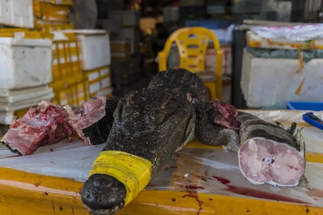 Crocodile parts stands on display on Huangsha Seafood Market in Guangzhou, Guandong Province, China, 16 January 2018. Tsukiji Market of China or Huangsha Seafood Market is biggest one in Southern China and one of the biggest in China, as there are literally hundreds of different varieties of fish and seafood scattered throughout the market. Since the proximity of the fish market is so close to the Zhujiang River, it’s quite easy for the large fishing vessels and fishermen to unload their fresh catch right at the market, which ensures that the fish and seafood remain fresh. Fish and other seafood are coming there from all around the globe. Seafood Market is full of different kinds of live fish, live shellfish, and live seafood on display in crystal clear tanks and it’s common to see 5-star chefs, retailers and expats to source for fresh and high-quality seafood supplies for reasonable prices. While it is a wholesale fish market, since many Guangzhou restaurants and businesses come to purchase their seafood here, the public is welcome to come and even purchase. Many local Chinese have the vendors slice up fresh salmon fillets to take home or carry seafood into one of the nearby specialty restaurants, where they will cook if for them and serve it with vegetables and other side dishes of their choice. One of the biggest attractions for both, tourists and buyers, on market are crocodiles, which are brought there alive in wooden cases with taped jaws so they can’t accidentally bite. They are from crocodile farms from Guangdong, China and from Vietnam. Crocodile meat is popular in most Asian countries and it is consider as delicate one. Crocodiles weight from 10 to 25 kg and bigger ones are about 2 years old. They cost about 70 RMB (8.90 EURO) when bout as whole, or if you buy as parts most expensive and appreciated parts are paws 120 RMB (15.26 EURO) per kg, and tail 100 RMB (12.72 EURO) per kg. (Photo by Aleksandar Plavevski/EPA/EFE)