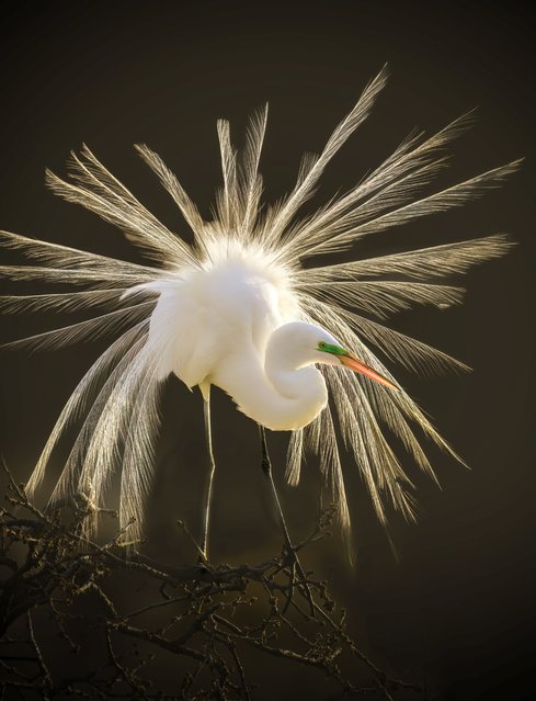 A great egret fans its feathers during a courtship display at a rookery in Dallas, Texas in the second decade of June 2025. (Photo by Mike He/Solent News & Photo Agency)