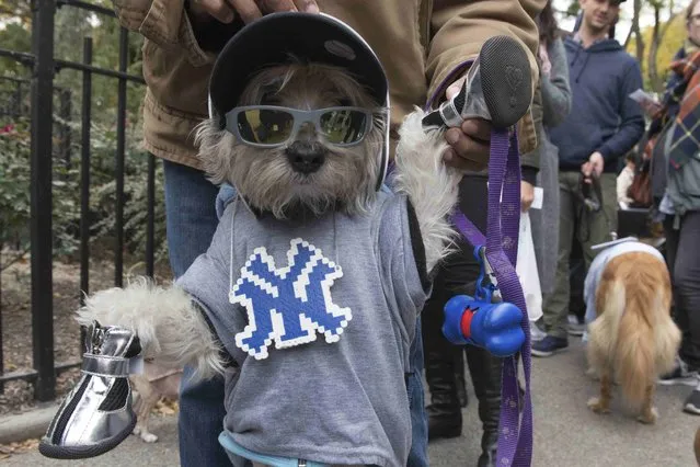 A man holds his dog dressed as a Mets fan during the annual Tompkins Square Halloween Dog Parade in the Manhattan borough of New York City, October 24, 2015. (Photo by Stephanie Keith/Reuters)