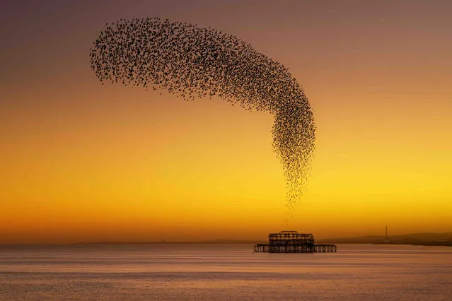 West Pier Starlings. Commended in the Your View category. (Photo by Adain Mills/UK Landscape Photographer of the Year 2020)