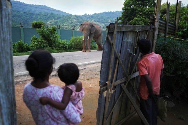 Residents look at an injured wild elephant walking outside their house in a village near Amchang wildlife sanctuary on the outskirts of Guwahati, Saturday, August 9, 2025. (Photo by Anupam Nath/AP Photo)
