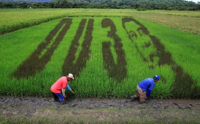 An artwork featuring the image of Philippine President Rodrigo Duterte with the letters D U and the number 3, a word play on the President's surname “DU30”, is seen on a rice paddy in Los Banos city, Laguna province, south of Manila October 6, 2016. (Photo by Romeo Ranoco/Reuters)