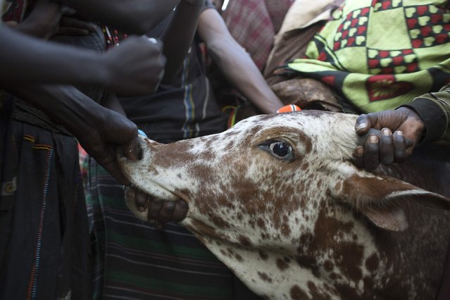 Pokot girls punch a young bull as part of an initiation ceremony of over a hundred girls passing over into womanhood, about 80 km (50 miles) from the town of Marigat in Baringo County December 6, 2014. (Photo by Siegfried Modola/Reuters)