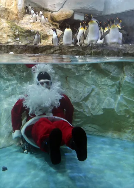 A man dressed as a Santa Claus sits on the bottom of a water tank as he poses with king penguins at Marineland animal park in Antibes, December 19, 2014. (Photo by Eric Gaillard/Reuters)