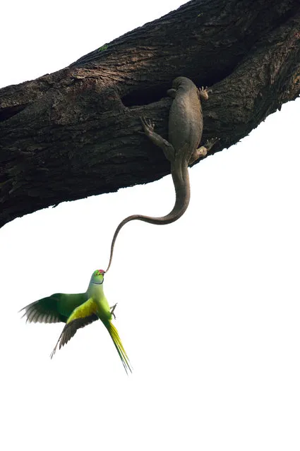 “Eviction attempt”. Ganesh H. Shankar, India Winner, Birds category. These Indian rose-ringed parakeets returned to their roosting and nesting hole high up in a tree in India’s Keoladeo national park, only to find that a Bengal monitor lizard had taken up residence. The birds immediately set about trying to evict the squatter. They bit the monitor lizard’s tail, hanging on for a couple of seconds at a time, until it retreated into the hole. They would then harass it when it tried to come out to bask. This went on for two days. (Photo by Ganesh H. Shankar/2016 Wildlife Photographer of the Year)