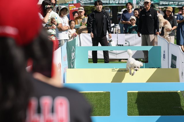At the “1st Seoul Dog Sports Competition” held at the Peace Plaza in World Cup Park, Mapo-gu, Seoul on the September 21, 2025, a companion dog jumps over an obstacle with power amidst the calls of its owner and the cheers of the spectators. (Photo by Go Woon-ho)