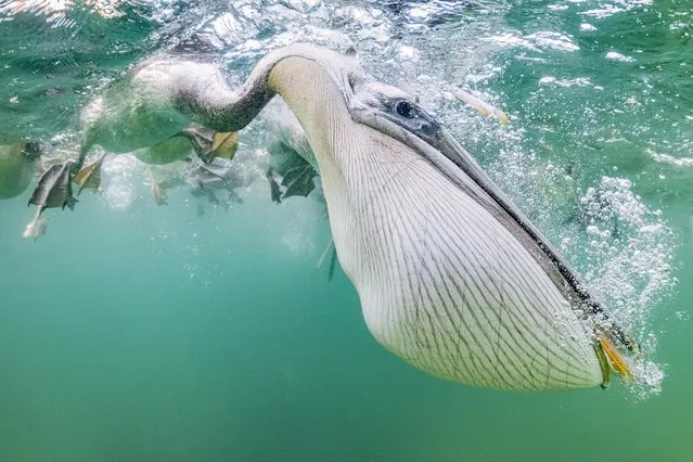 A hungry pelican scoops up an unlucky sardine in Baja Magdalena, off the coast of western Mexico on June 16, 2022. (Photo by Franco Banfi/Blue Planet Arc/Solent News)