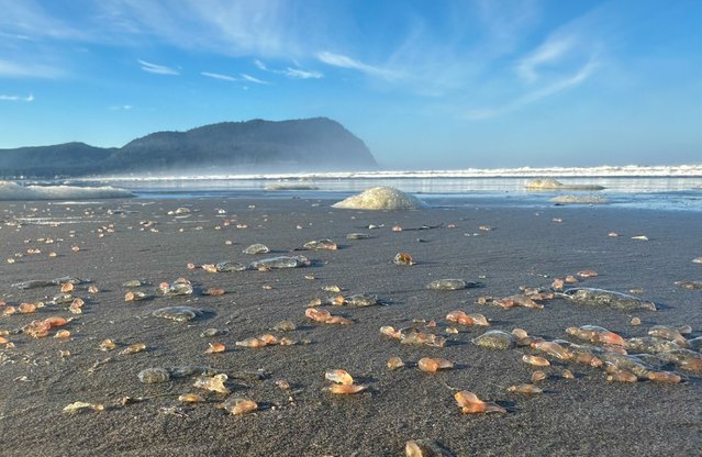 This photo provided by Seaside Aquarium shows skin breathing sea cucumbers sitting on a beach in Seaside, Ore., on Tuesday, October 21, 2025. (Photo by Tiffany Boothe/Seaside Aquarium via AP Photo)