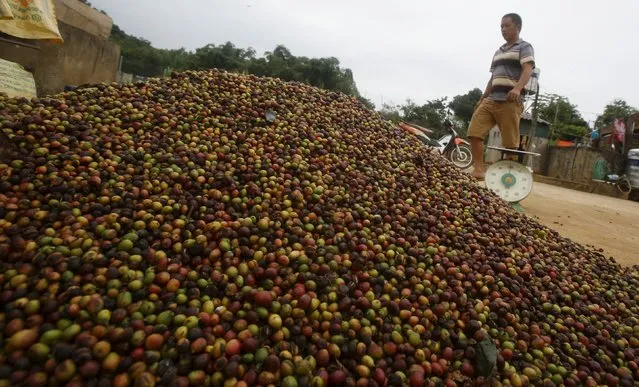 A trader walks near a pile of coffee cherries at a coffee trading agent in Son La, northwest of Hanoi, Vietnam October 13, 2015. (Photo by Reuters/Kham)