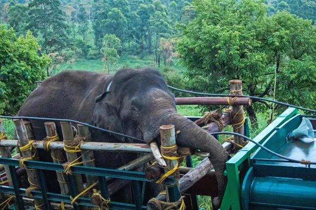 This picture taken on April 29, 2023, shows forest officials transporting “Arikomban” the wild elephant, at Idukki district in India's Kerala state. (Photo by Shiyami/AFP Photo)