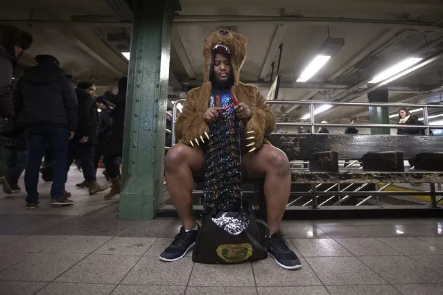 A man, wearing a bear costume, knits as he takes part in the “No Pants Subway Ride” in the Manhattan borough of New York January 11, 2015. (Photo by Carlo Allegri/Reuters)
