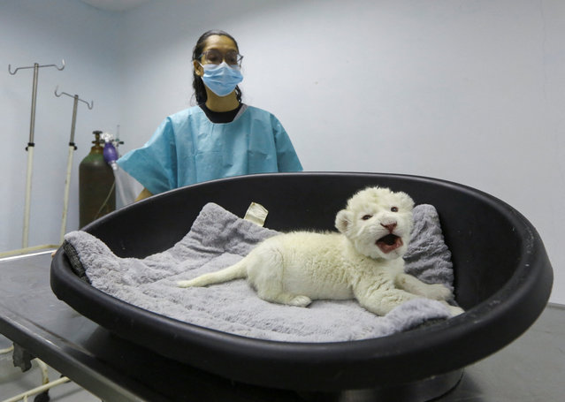Veterinary assistant Karla Tablante stands near a white female Timbavati lion cub, one of two born on November 26 at the Maracay Delicias Zoo, where officials announced a contest inviting local residents to propose names for both cubs, in Maracay, Venezuela on December 1, 2025. (Photo by Juan Carlos Hernandez/Reuters)