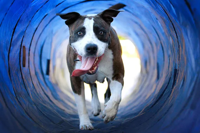 A dog runs through a tunnel as it enjoys a “Dog Day” in the first dog playground in Rotterdam, The Netherlands, 02 August 2013. It was expected that this 02 August 2013 would become a real “Dog Day” as the (so far) hottest day of the year in the Netherlands. (Photo by Bas Czerwinski/EPA)