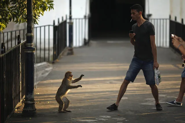 A monkey faces a man as it is photographed at Landport Tunnel in downtown Gibraltar, south of Spain August 12, 2013. Britain warned Spain on Monday it might take legal action to try to force Madrid to abandon tighter controls at the border with the contested British overseas territory of Gibraltar in what it called an “unprecedented” step against a European ally. (Photo by Jon Nazca/Reuters)
