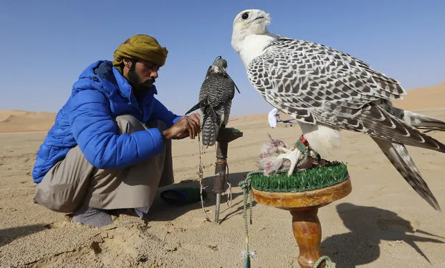 An Emirati falconer prepares to train his birds on January 6, 2016, during the Liwa 2016 Moreeb Dune Festival in the Liwa desert, some 250 kilometres southwest of Abu Dhabi. (Photo by Karim Sahib/AFP Photo)