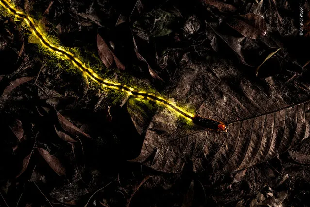 Trailblazer by Christian Wappl, Austria. Highly commended, Behaviour: Invertebrates. “A large firefly larva, about 8 centimetres (more than 3 inches) long, emitting continuous glow from four light organs at its rear. Fireflies spend most of their lives as larvae, feeding mainly on slugs and snails. This one can even tackle invasive African land snails many times its own size. Its glow – the result of a chemical reaction in its light organs – is most likely a warning to predators that it is unpalatable (whereas, the flashing lights of adult fireflies are for courtship)”. (Photo by Christian Wappl/2018 Wildlife Photographer of the Year)