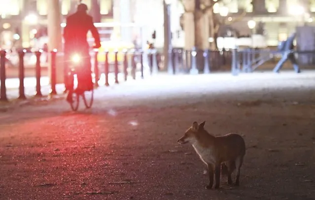 An urban fox walks alongside the Mall in central London, Britain, November 29, 2016. (Photo by Toby Melville/Reuters)