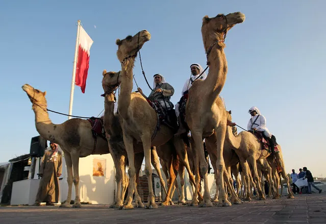 Men ride camels during a traditional festival as part of celebrations ahead of Qatar's National Day, in Doha, Qatar December 8, 2016. (Photo by Naseem Zeitoon/Reuters)