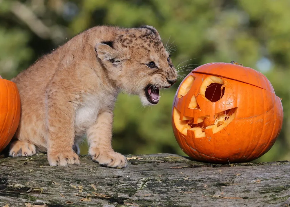 Halloween Around the Globe