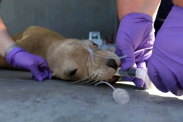 Dr. Cara Field, medical director at the Marine Mammal Center, removes tubes from a California sea lion after an admission exam at the Marine Mammal Center in Sausalito, California, U.S., May 27, 2021. (Photo by Nathan Frandino/Reuters)
