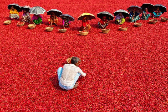 Rows of workers shelter under umbrellas from the scorching heat as they painstakingly sort through a red carpet of millions of chilli peppers in Bogra, Bangladesh on October 3, 2023. They sort the rotten and broken chilli peppers out to separate the poor quality ones which won't sell. In a line, the pickers who are paid less than £3 for a 10-hour shift slowly move forward with their baskets to separate the bad from the good after the chilies have been dried in the sun for a week. The dried & sorted chillies are then packaged and taken to the local market where they are brought mainly by companies to be made into chilli powder. The workers sort them in a warm environment, with temperatures reaching up to 45°C. More than 5,000 people work in almost 100 chilli farms in the Bogra district of Bangladesh to supply local spice companies with chillies for their recipes. Known as “Lal Morich” to the locals, chilli peppers are a major part of Bengali cuisine and are used as part of a combination of spices for various meat dishes, including chicken and beef. (Photo by Joy Saha/Rex Features/Shutterstock)