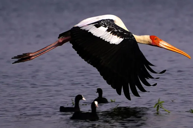 A Painted Stork Flies over the Anasagar lake in Ajmer in The Indian State of Rajasthan on 22 June 2021. (Photo by Himanshu Sharma/NurPhoto/Rex Features/Shutterstock)
