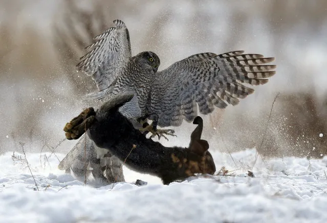 A tamed hawk attacks a rabbit during a traditional hunting contest in Almaty, Kazakhstan on December 2, 2018. (Photo by Pavel Mikheyev/Reuters)