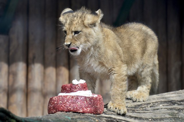 Ono of two fourteen-week old Barbary lions (Panthera leo leo), a male named Ramzes and a female named Zara, tastes a meat cake after a naming ceremony at the Bojnice Zoo April 4, 2015. (Photo by Radovan Stoklasa/Reuters)