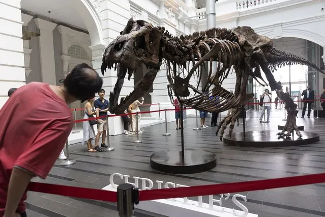Visitors look at the skeleton of a Tyrannosaurus Rex named “Shen the T. Rex” during a preview by auction house Christie's at the Victoria Theatre and Concert Hall in Singapore, 28 October 2022. The dinosaur fossil will be exhibited at the Victoria Theatre & Concert Hall from 28 to 30 October before being auctioned at the Hong Kong Convention and Exhibition Centre on 30 November. The 1,400kg T-Rex, measuring 12.2 meters long, 4.6 meters high and 2.1 meters wide, will be the first full Tyrannosaurus Rex fossil offered at an auction in Asia. (Photo by How Hwee Young/EPA/EFE)