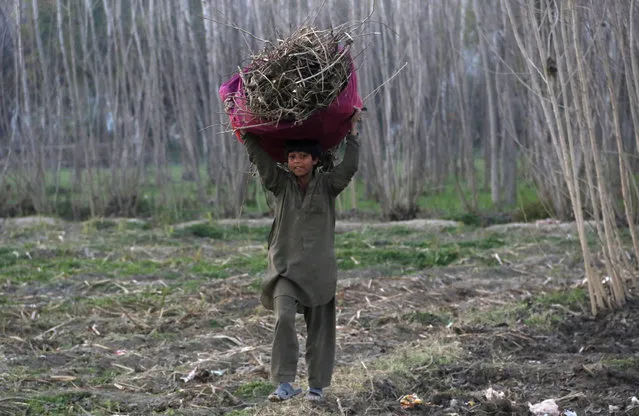 A child returns home after collecting firewood at Jala Bela village outside Peshawar, Pakistan February 1, 2016. (Photo by Khuram Parvez/Reuters)