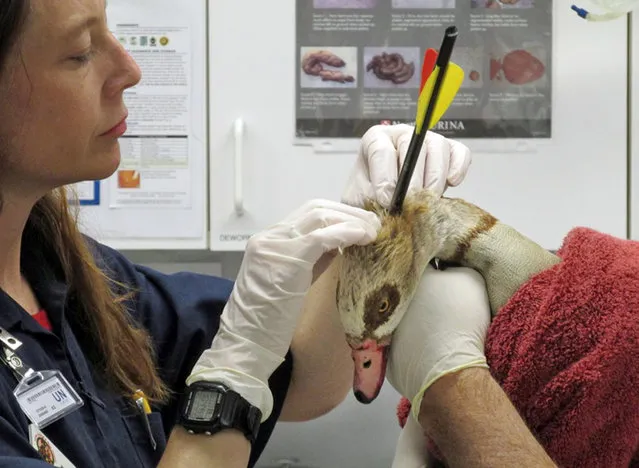 In this photo provided by Orange County, Calif., Animal Care, veterinarians in Lake Forest, Calif., attend to a goose with an arrow piercing its neck after its capture in Anaheim, Calif., Wednesday, April 15, 2015. (Photo by Orange County Animal Care via AP Photo)