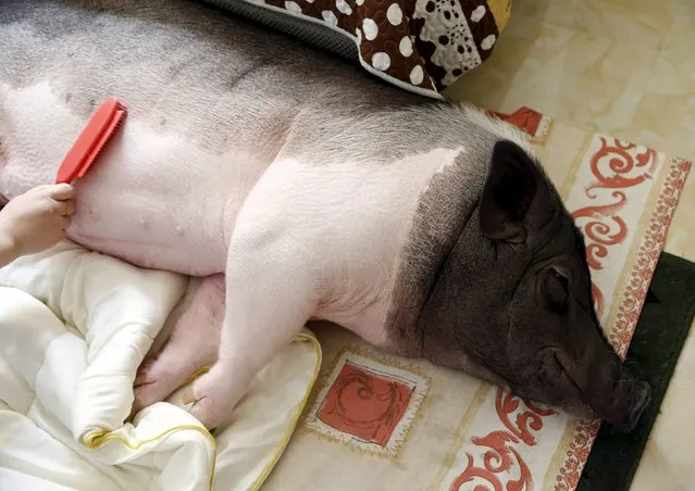 Zhu Roumeng brushes her pet pig Wuhua, in her house in Beijing April 22, 2015. (Photo by Kim Kyung-Hoon/Reuters)