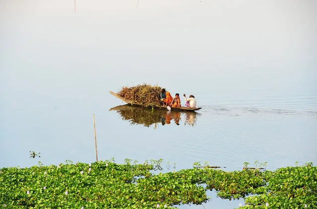 A family collects firewood from a tree in the Dabar river of Shantiganj Upazila, Sunamganj District, Bangladesh on December 3, 2023 and carries it back home in a boat, where as there is no gas facility in the Hawar village of Sunamganj, Bangladesh, the Haor residents collect firewood by cutting trees and collecting firewood. stay In this way, the trees are dying day by day because of cutting trees for fuel. (Photo by Md Rafayat Haque Khan/ZUMA Press Wire/Rex Features/Shutterstock)