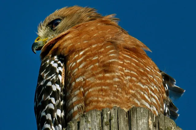 Red-shouldered Hawk keeps a watchful eye out for prey in California, US on September 21, 2021.Their hunting range spans Eastern North America and along the coast of California and Northern to Northeastern-central Mexico. It is a permanent resident throughout most of its range, though northern birds do migrate, mostly to central Mexico. (Photo by Rory Merry/ZUMA Press Wire/Rex Features/Shutterstock)