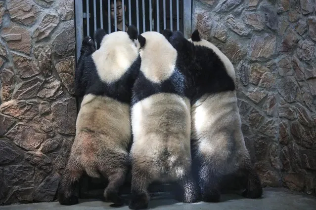 This photo taken on September 19, 2021 shows pandas in their enclosure at the Chengdu Research Base of Giant Panda Breeding in Chengdu in China's southwestern Sichuan province. (Photo by AFP Photo/China Stringer Network)