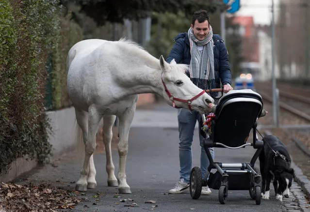 The Arabian mare “Jenny” curiously sniffs at the child of Raphael Wöllstein, who is on his way to the train, on her daily walk through the Fechenheim district of Frankfurt, Germany on March 8, 2019. Her owner opens the stable door for the 22-year-old horse every morning. Then the animal can decide for itself where it wants to spend the day. So that nobody thinks she's escaped, a sign with the inscription “My name is Jenny, didn't run away, just go for a walk” is on the halter. (Photo by Boris Roessler/dpa)