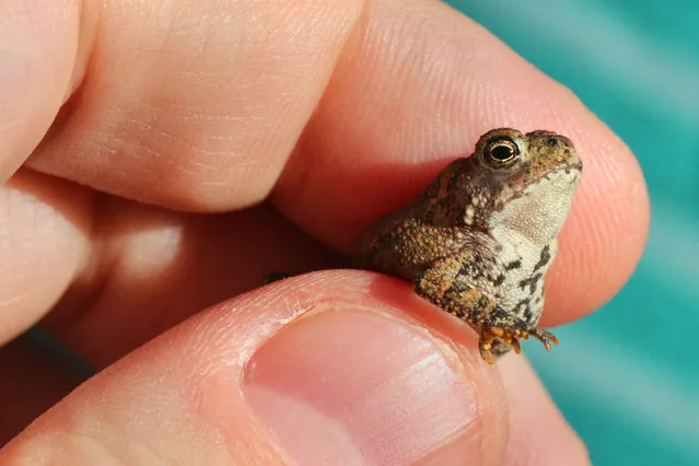 Man holding a small American toad (Anaxyrus americanus) in Toronto, Ontario, Canada, on September 18, 2021. (Photo by Creative Touch Imaging Ltd/NurPhoto/Rex Features/Shutterstock)